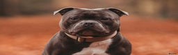Staffordshire Bull Terrier dogs for stud: BEST UK BRED BLUE STUD  - Advert 5