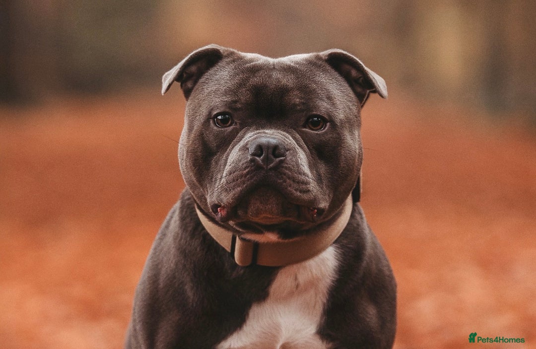 Staffordshire Bull Terrier dogs for stud: BEST UK BRED BLUE STUD  - Image 5