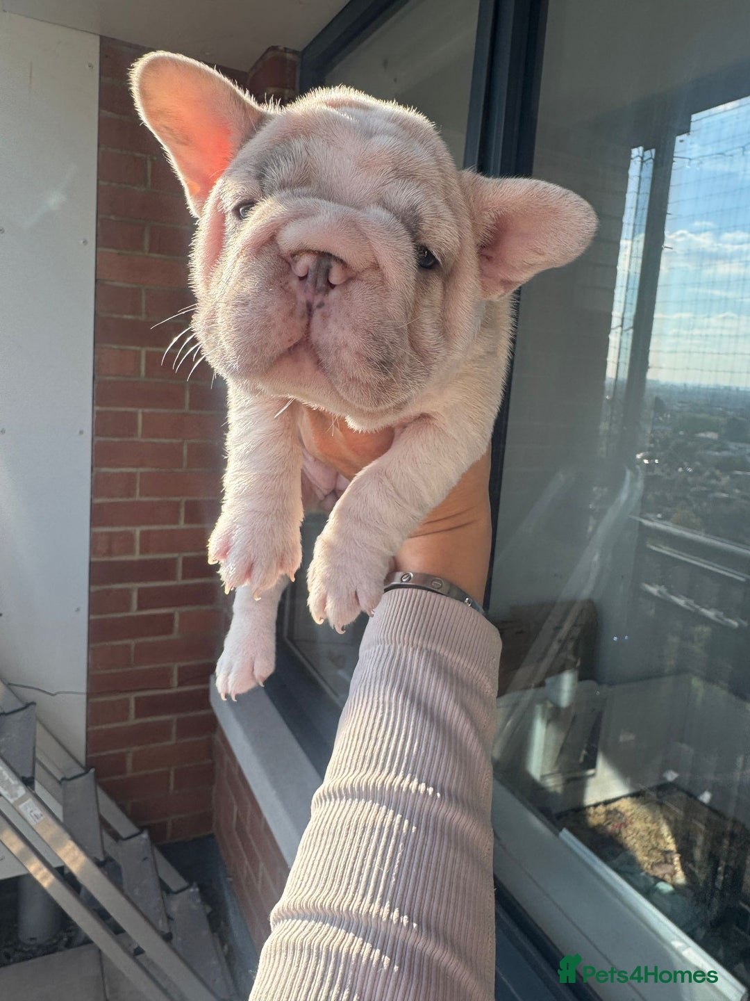 French Bulldog dogs for sale: Stunning ** French bulldogs  - Image 2