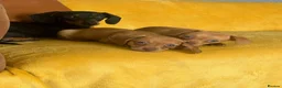Chiweenie dogs for sale: Beautiful Chiweenie F1 Pedigree Registered Puppies in Southampton - Advert 8