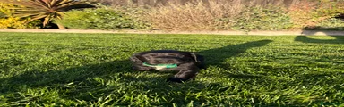 Cocker Spaniel 5