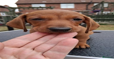 Dachshund dogs - Advert 7