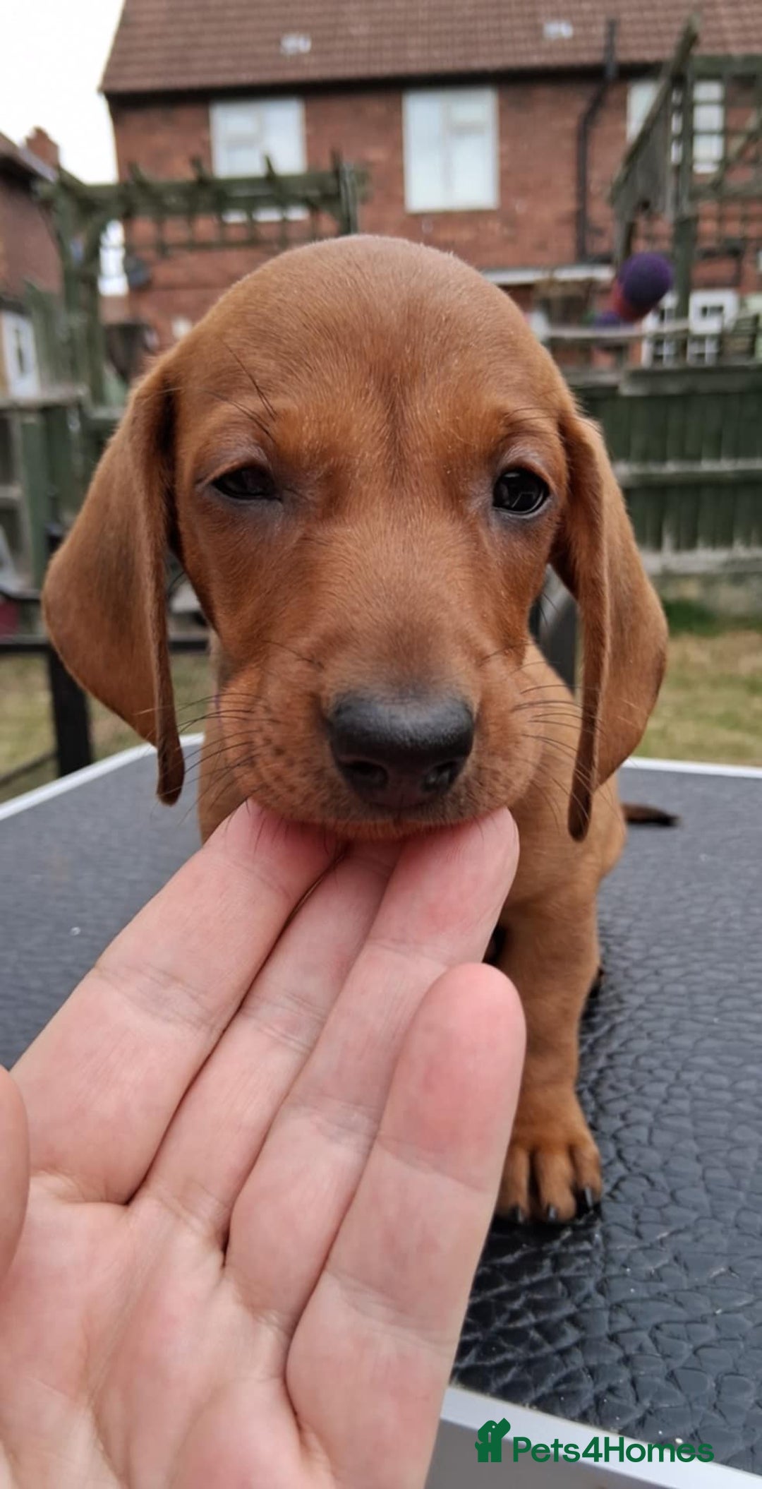 Dachshund dogs for sale: Standard smooth dachshunds males  - Image 3