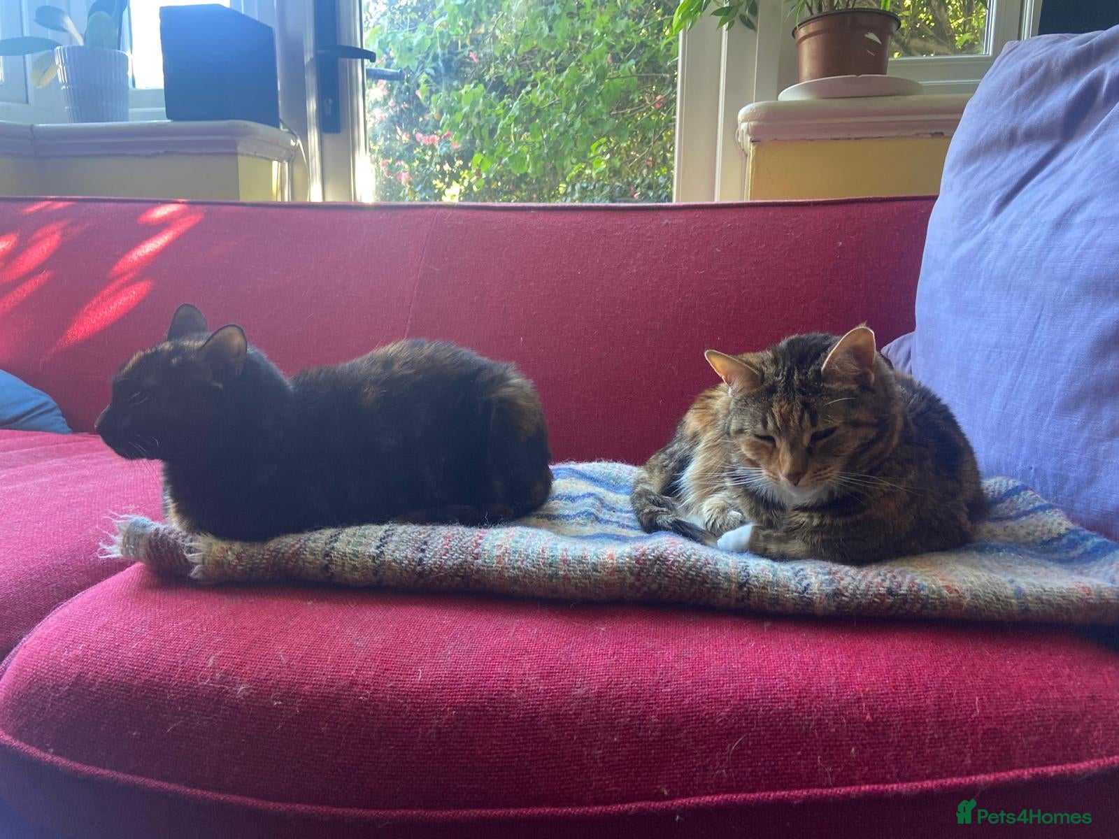 Mixed Breed cats Tigrina and Ombra, sweet and playful sisters - Advert 1