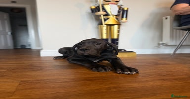 Great Dane dogs Outstanding kc registered Great Danes  - Advert 7