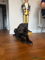 Great Dane dogs Outstanding kc registered Great Danes - Advert 7