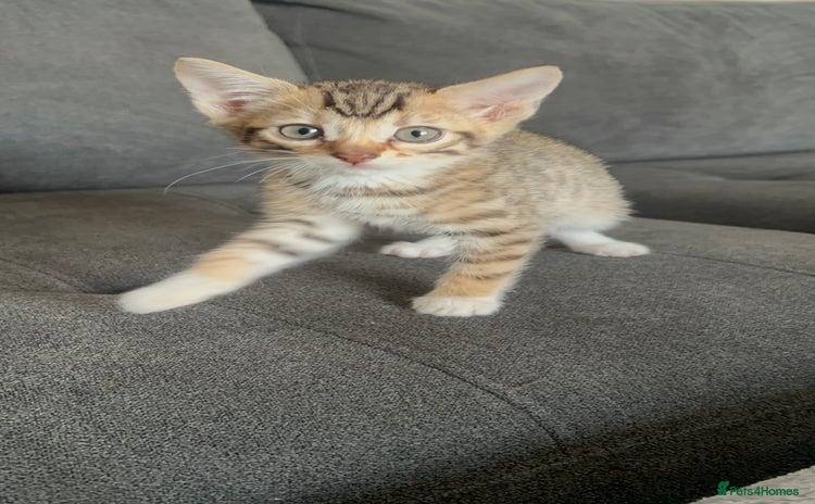 Mixed Breed cats 1 RARE GINGER BENGAL AND BROWN TABBY LEFT! - Advert 13