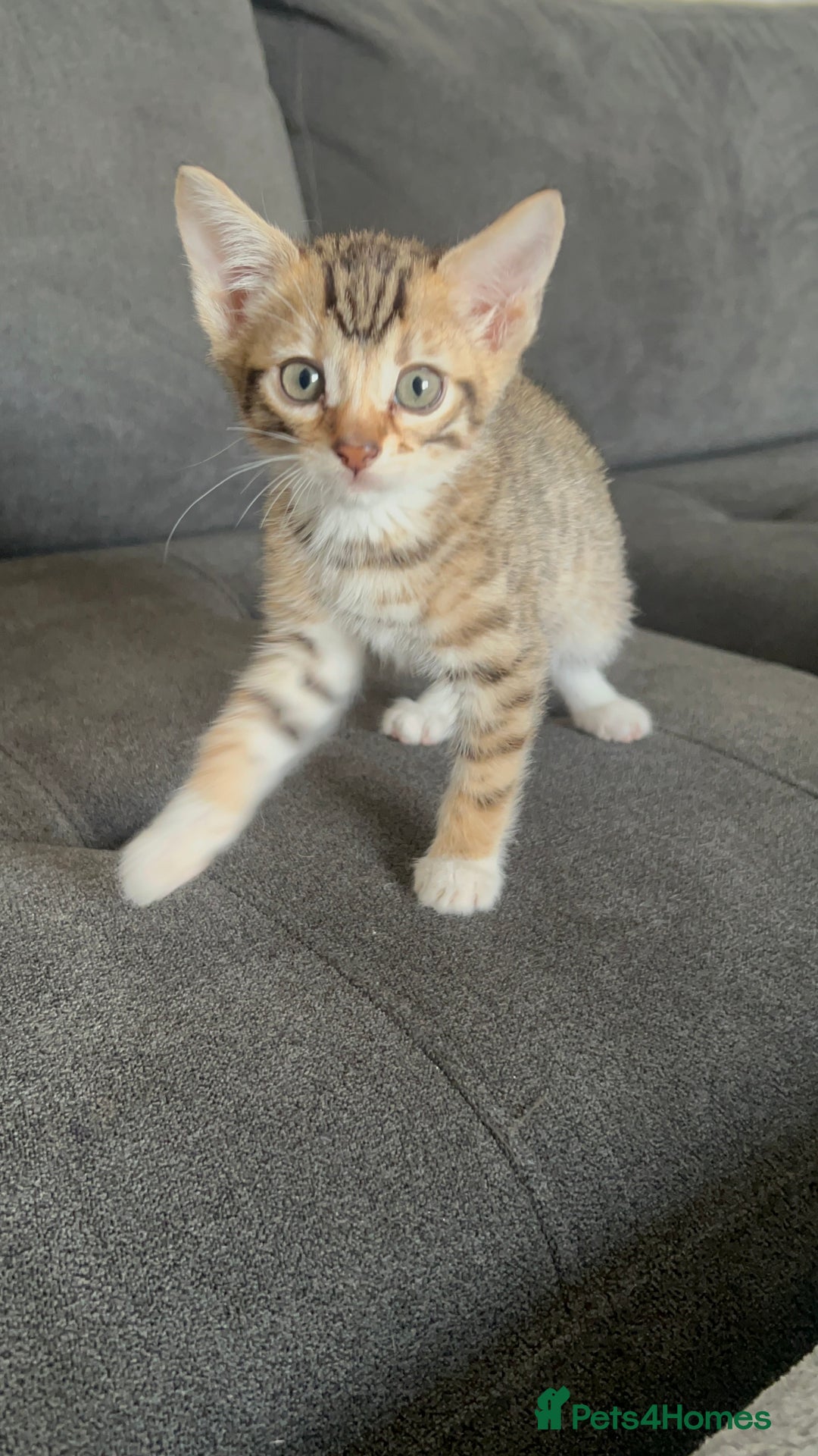 Mixed Breed cats for sale: Stunning Bengal Kittens - Advert 3