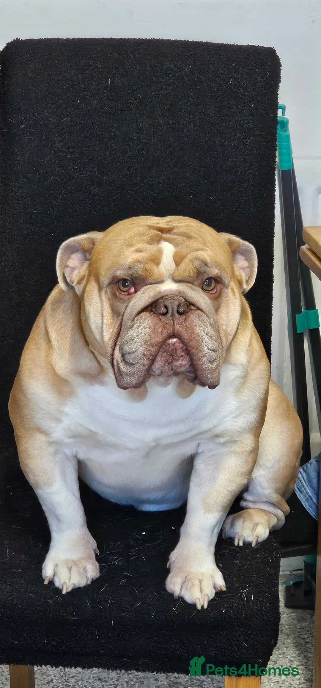 English Bulldog dogs for sale: 3 year old English bulldog - Advert 1