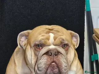 English Bulldog dogs 3 year old English bulldog - Advert 9