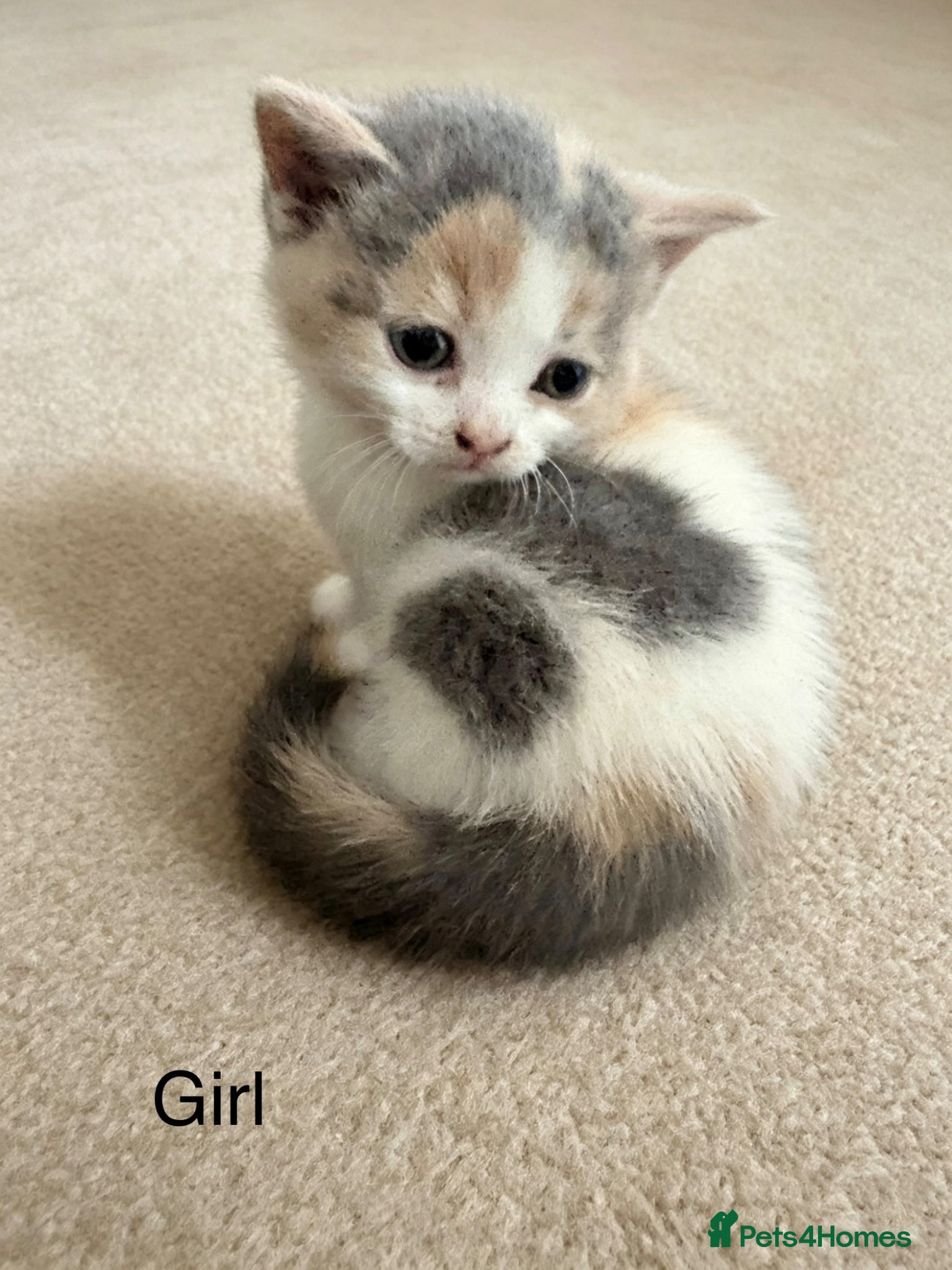 British Shorthair cats Bristish shorthair mix kittens - Advert 1