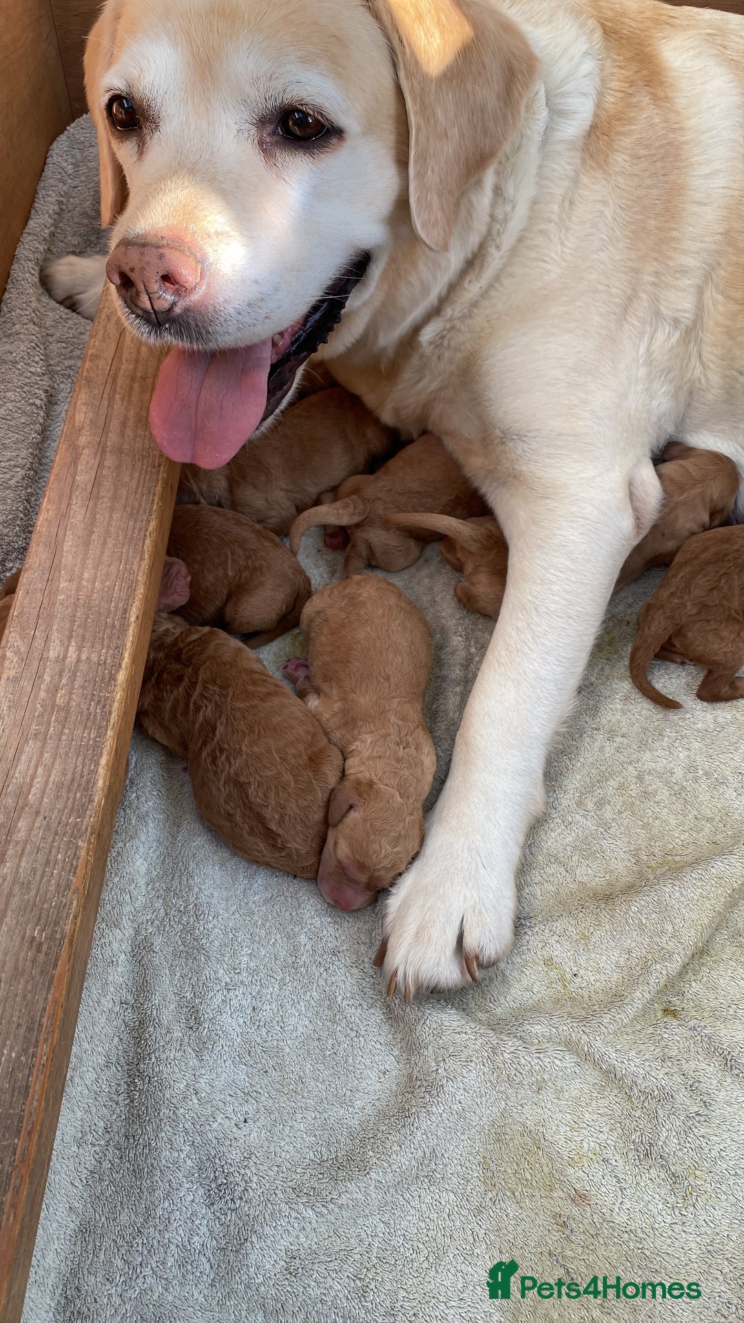 Labradoodle dogs for sale: F1 Red Miniature Labradoodles  - Advert 6
