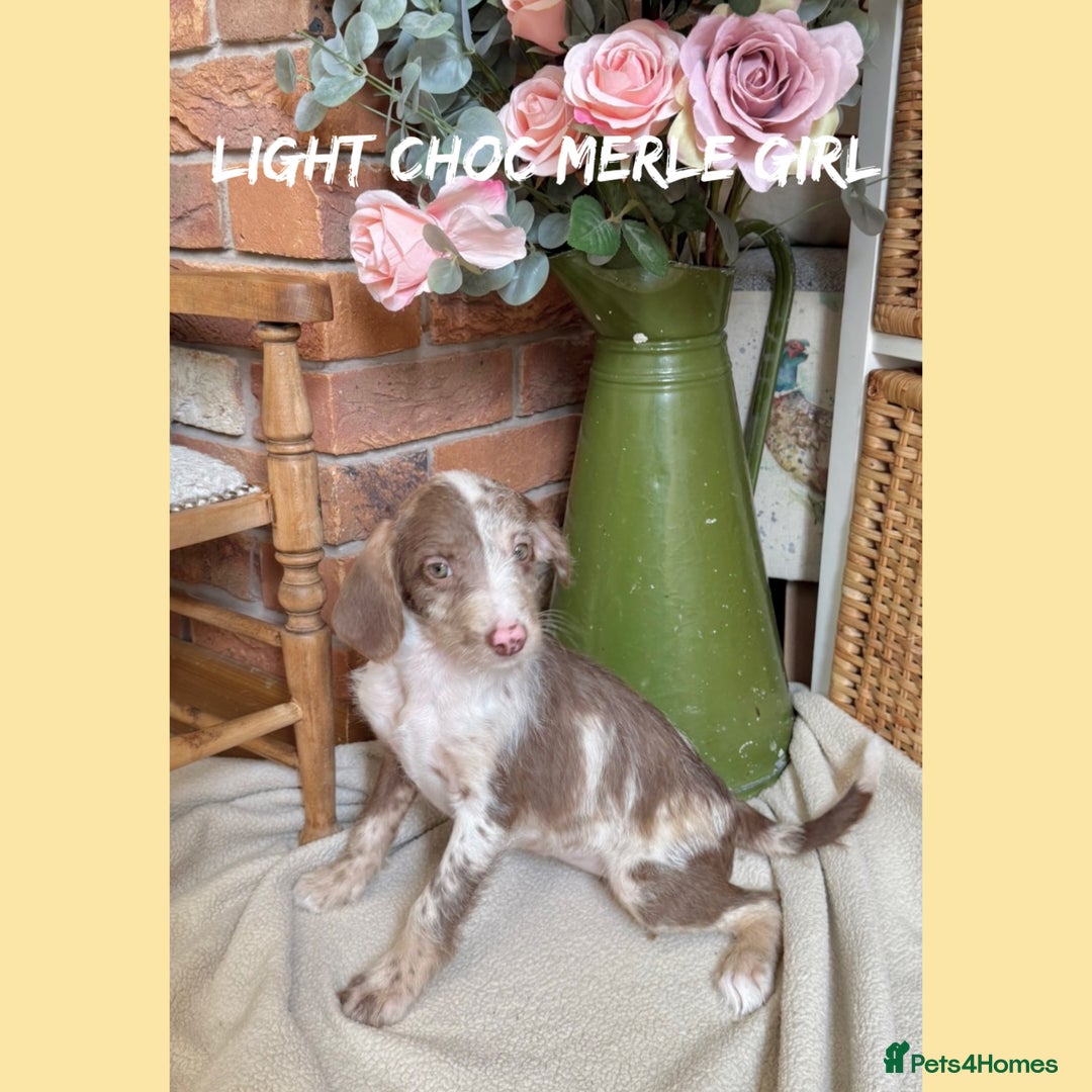 Mixed Breed dogs for sale: ☀️PERFECT POOGLES (beagleXminiature poodle)☀️ in Rhayader - Image 15