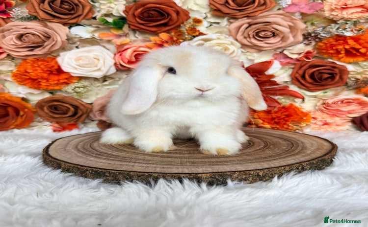 Mini Lop rabbits VACCINATED PUREBRED MINI LOP BUNNIES - Advert 7