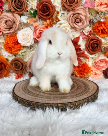 Mini Lop rabbits VACCINATED PUREBRED MINI LOP BUNNIES - Advert 7