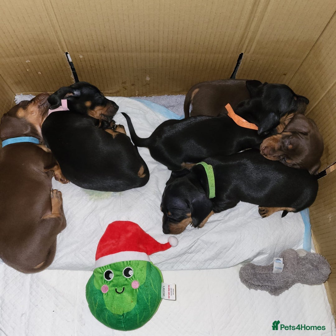 Dachshund dogs for sale: Wonderful dachshund puppies  - Advert 17