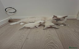 Ragdoll cats for sale: Stunning Ragdoll kittens  - Image 6