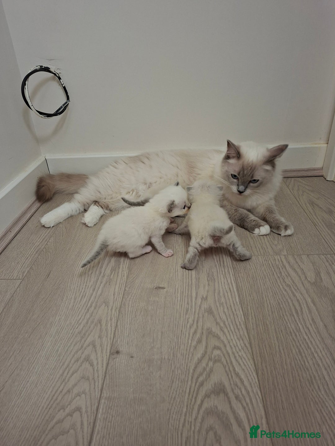 Ragdoll cats for sale: Stunning Ragdoll kittens  - Image 6