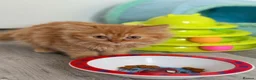 British Longhair cats for sale: Available now 😻 British Longhair kittens - TICA  - Advert 37