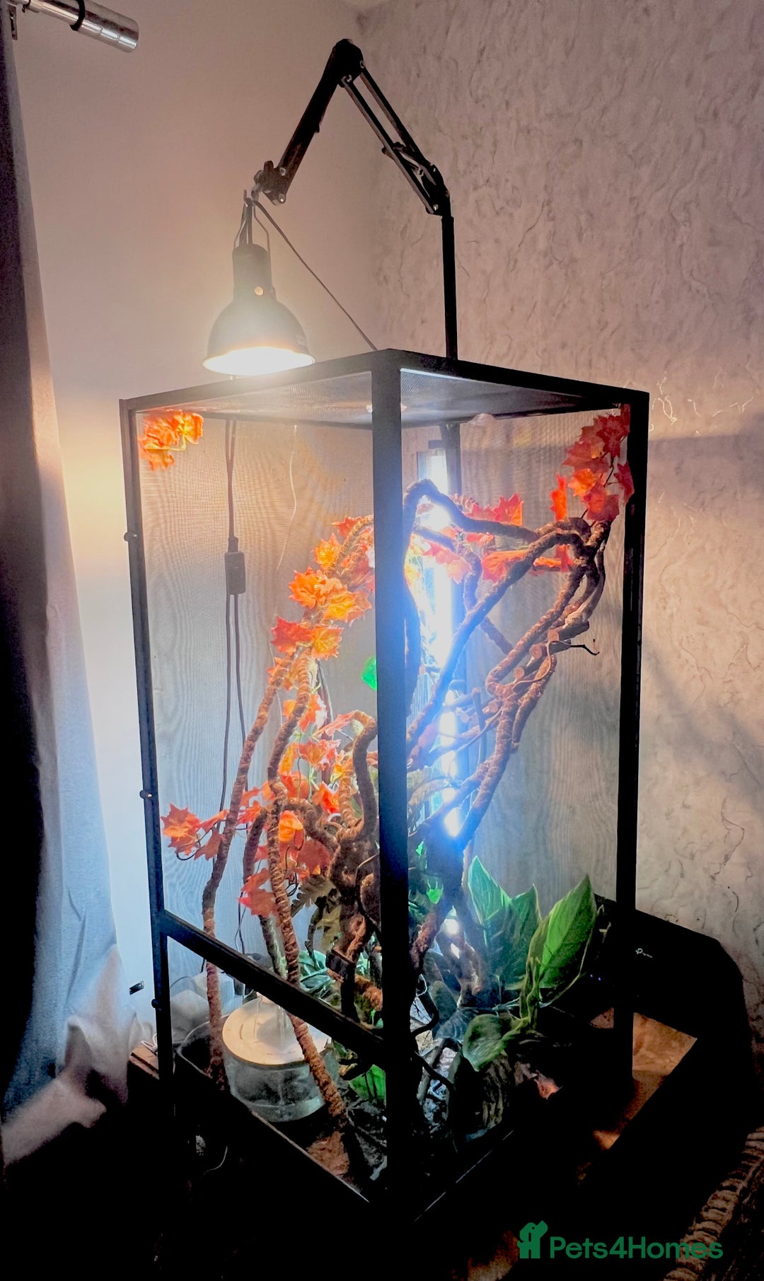 Chameleon reptiles for sale: Super Tame Female Nosy Faly Panther Chameleon - Advert 6