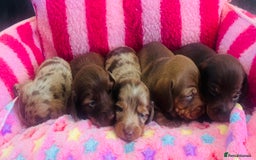 Miniature Dachshund dogs for sale: Stunning minature dachshund puppies - Image 2