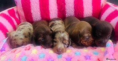 Miniature Dachshund dogs - Advert 3