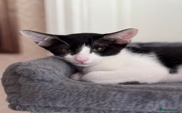 Oriental cats for sale: Ready now! Oriental shorthair kittens mix - Image 25