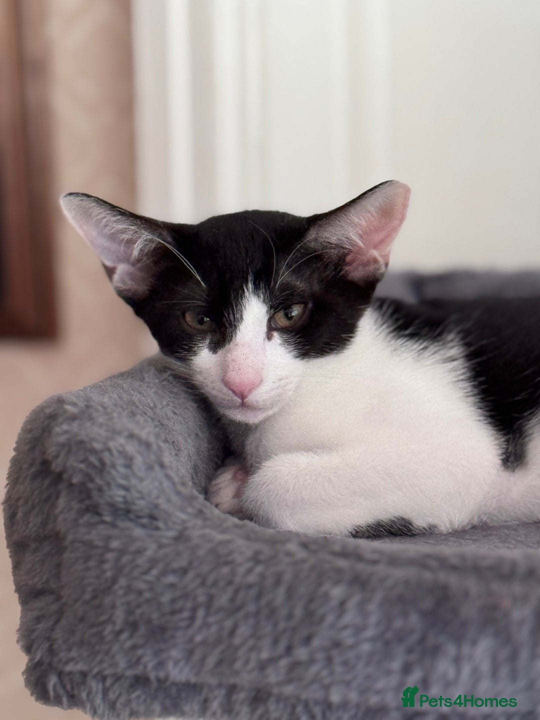 Oriental cats for sale: Ready now! Oriental shorthair kittens mix - Image 25