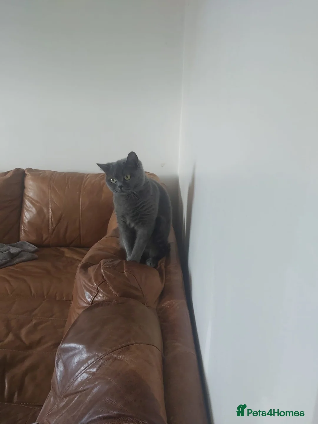 British Shorthair cats for sale: Lovely adult girl looking for a new loving family in Manchester - Advert 2