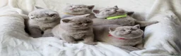 British Shorthair cats for sale: GCCF British Shorthair Kittens  - Advert 2