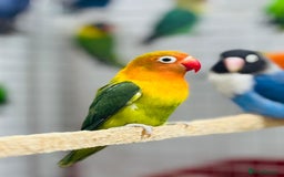 Lovebirds birds for sale: Fisher love birds  - Advert 2