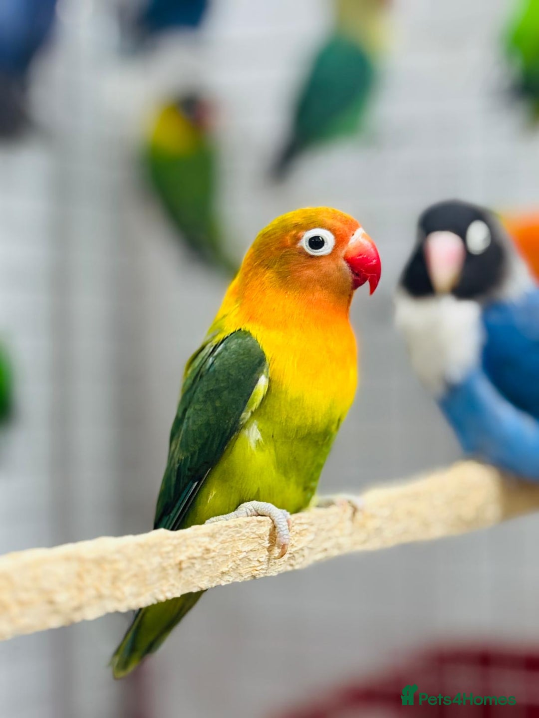 Lovebirds birds for sale: Fisher love birds  - Advert 2