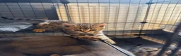 Bengal cats for sale: Last stunning girl beautiful natured bengal cross  - Advert 10