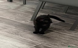 Mixed Breed cats for sale: Kitten  - Image 3