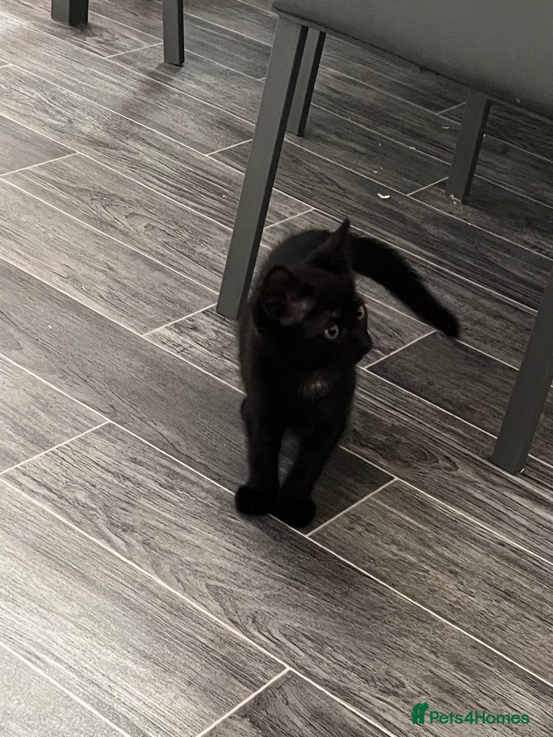 Mixed Breed cats for sale: Kitten  - Image 3