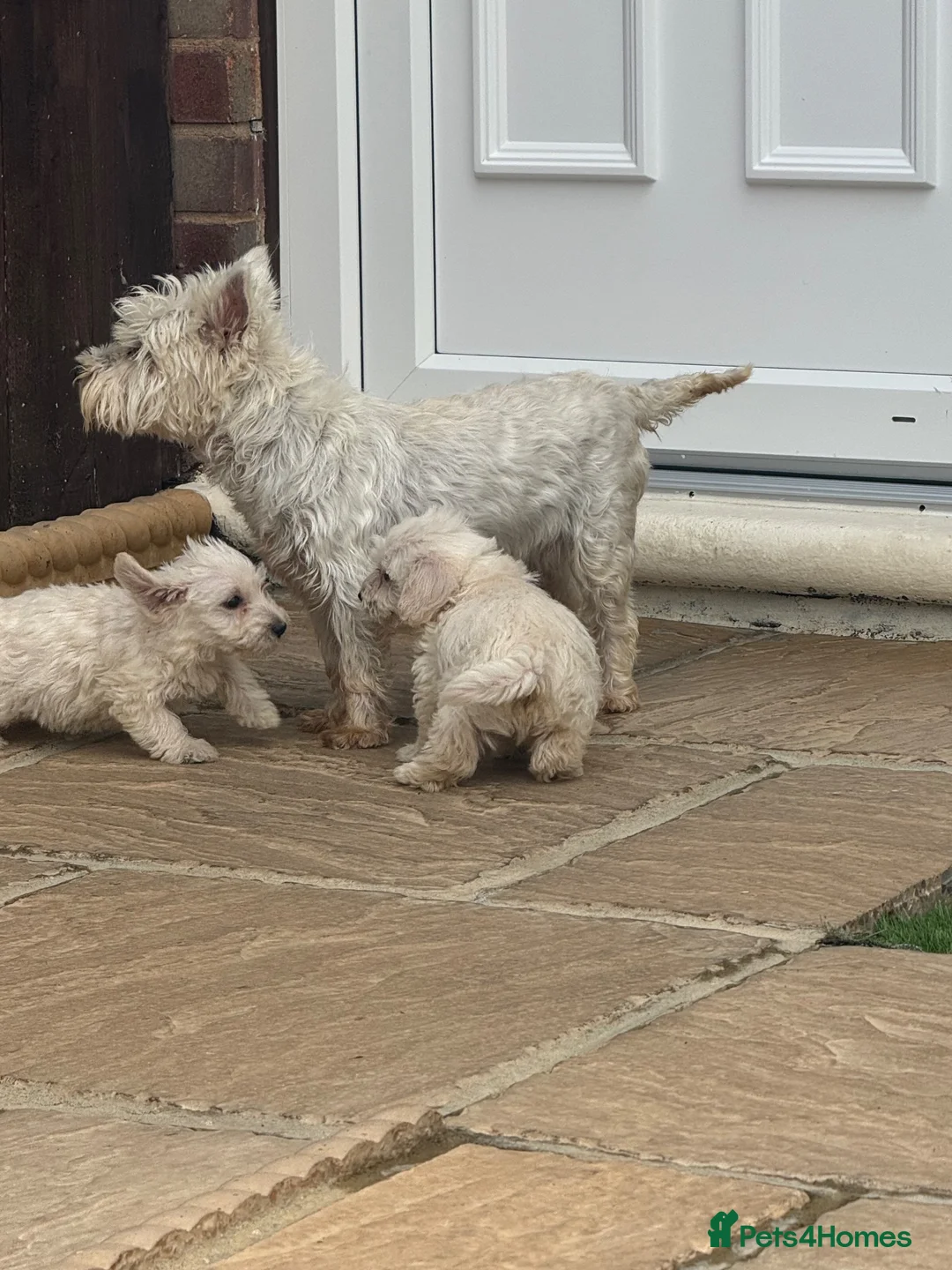 Westiepoo dogs for sale: Westie-poos  in Middlesbrough - Advert 8