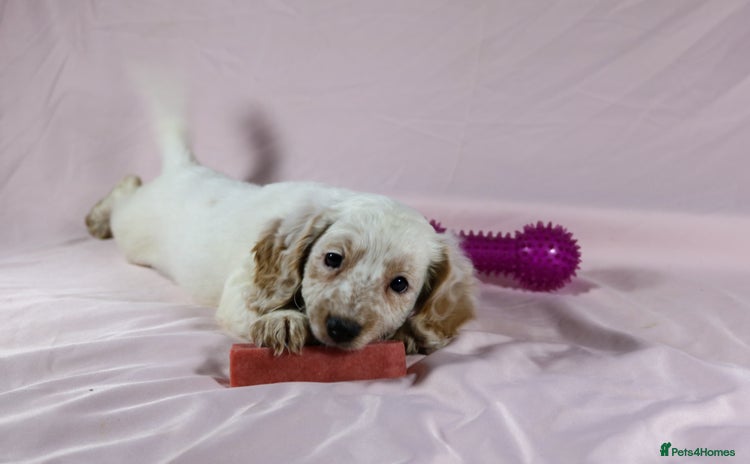 Cockapoo dogs in Leicester - Advert 15
