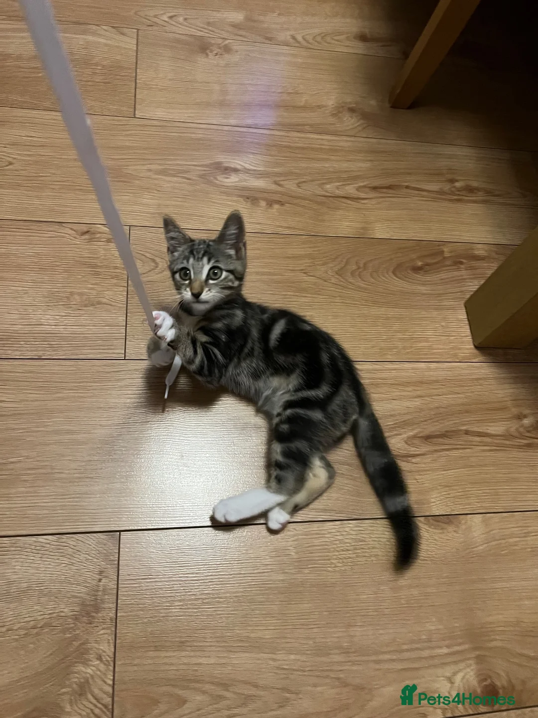 Mixed Breed cats for sale: 14 week old male kitten - Advert 1