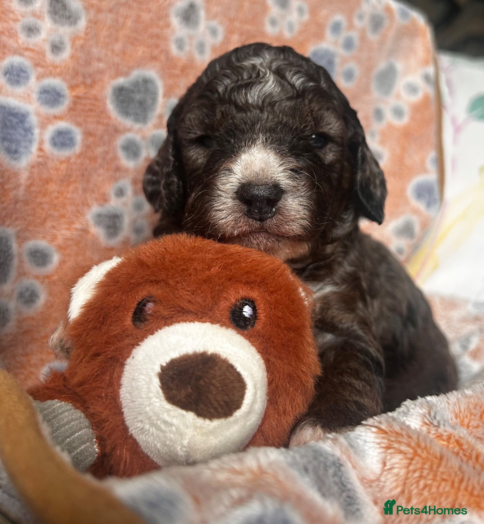 Sproodle dogs for sale: F1B Sproodle puppies  - Advert 1