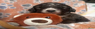 Sproodle Puppy 1