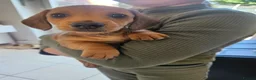 Miniature Dachshund dogs for sale: **1 boy left ready now** - Advert 7