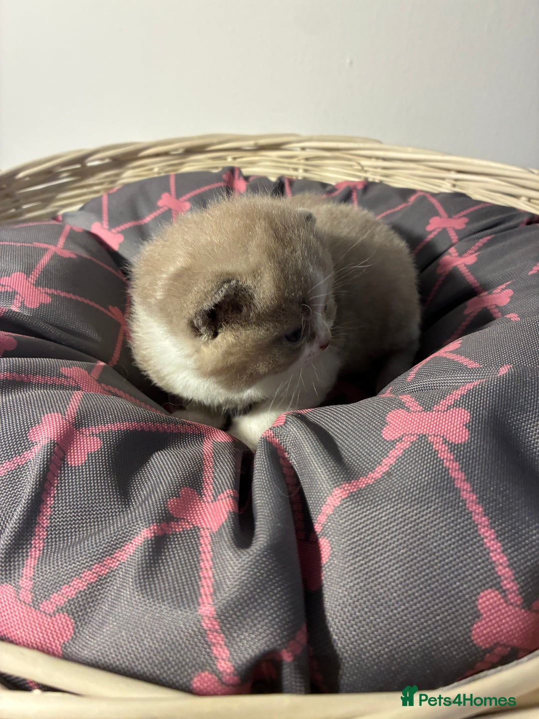 British Shorthair cats for sale: 5 BSH TICA REGISTERED KITTENS - Advert 9