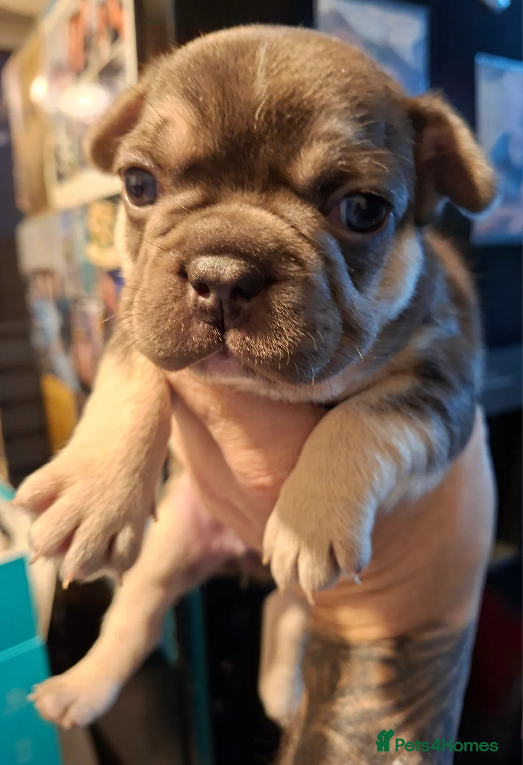 French Bulldog dogs for sale: 5 french bulldog  fluffy - Advert 12