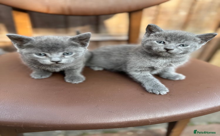 Russian Blue cats - Advert 3