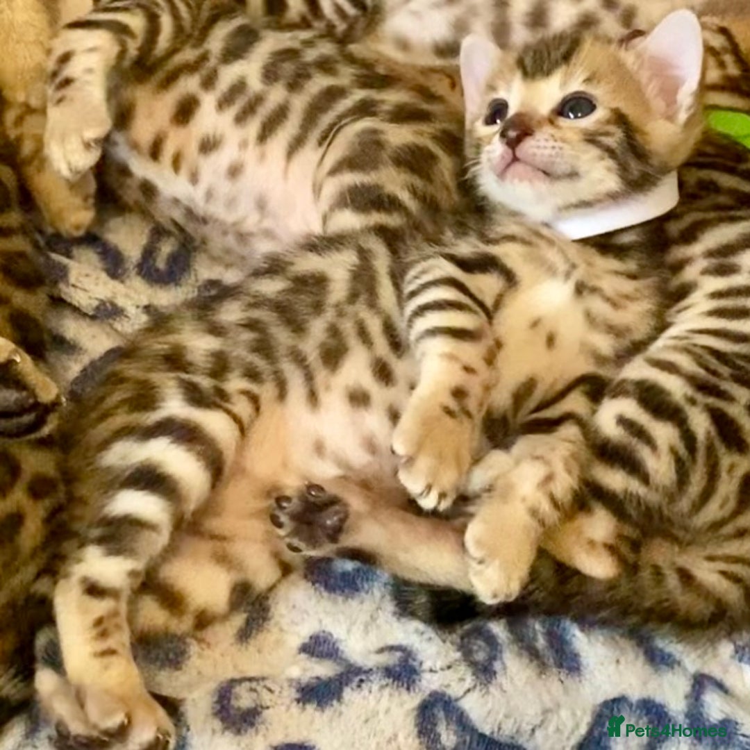 Bengal cats for sale: ⭐️ 1 LEFT!! - STUNNING TICA REG BENGAL CUBS ⭐️ - Image 7