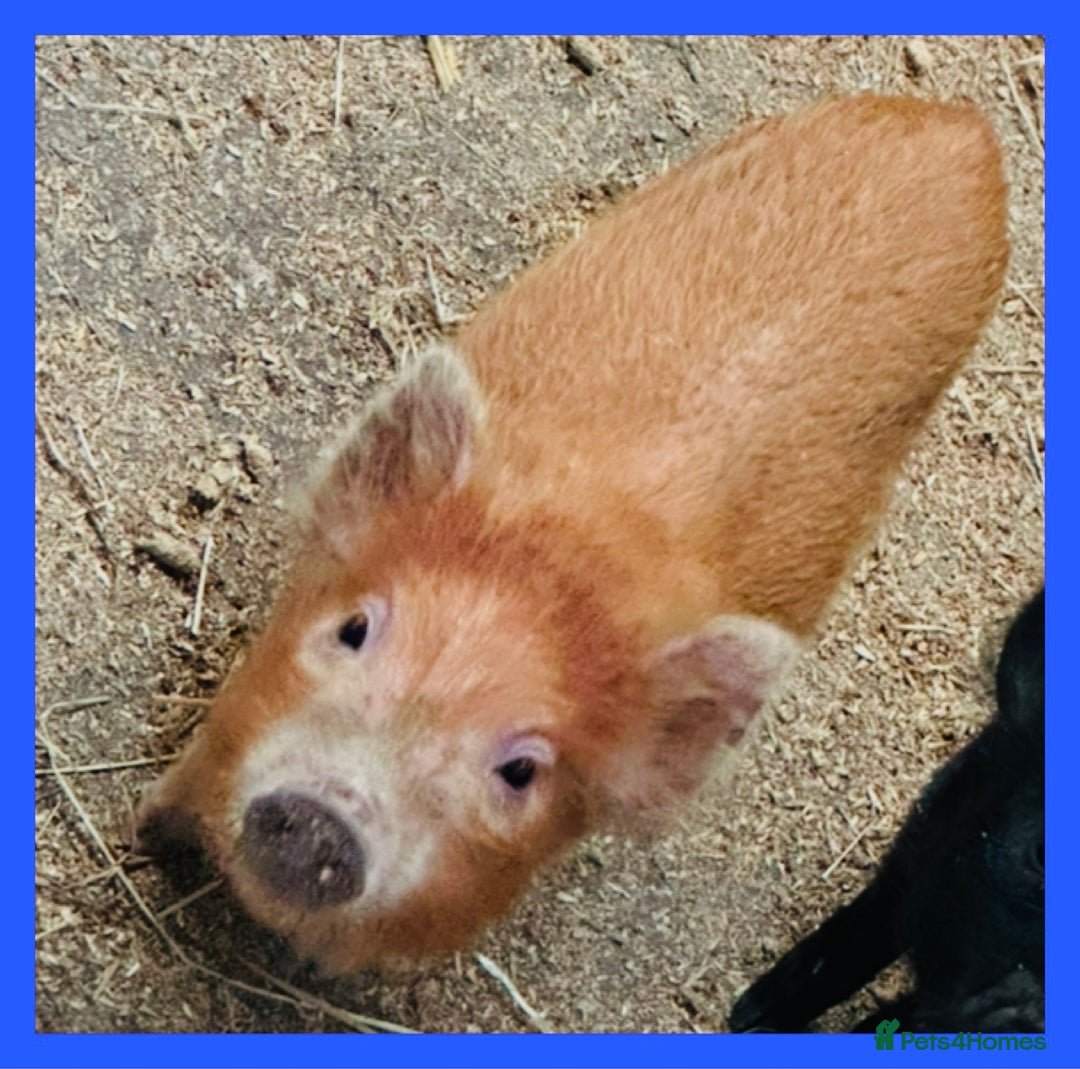 Pig livestock for sale: Micro pigs in Manchester - Image 3