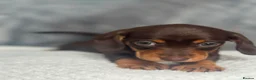Dachshund dogs for sale: 2 beautiful female dashounds  - Advert 14