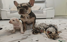 French Bulldog dogs for sale: French bulldog , merle, platinum, fluffy carriers. - Image 7