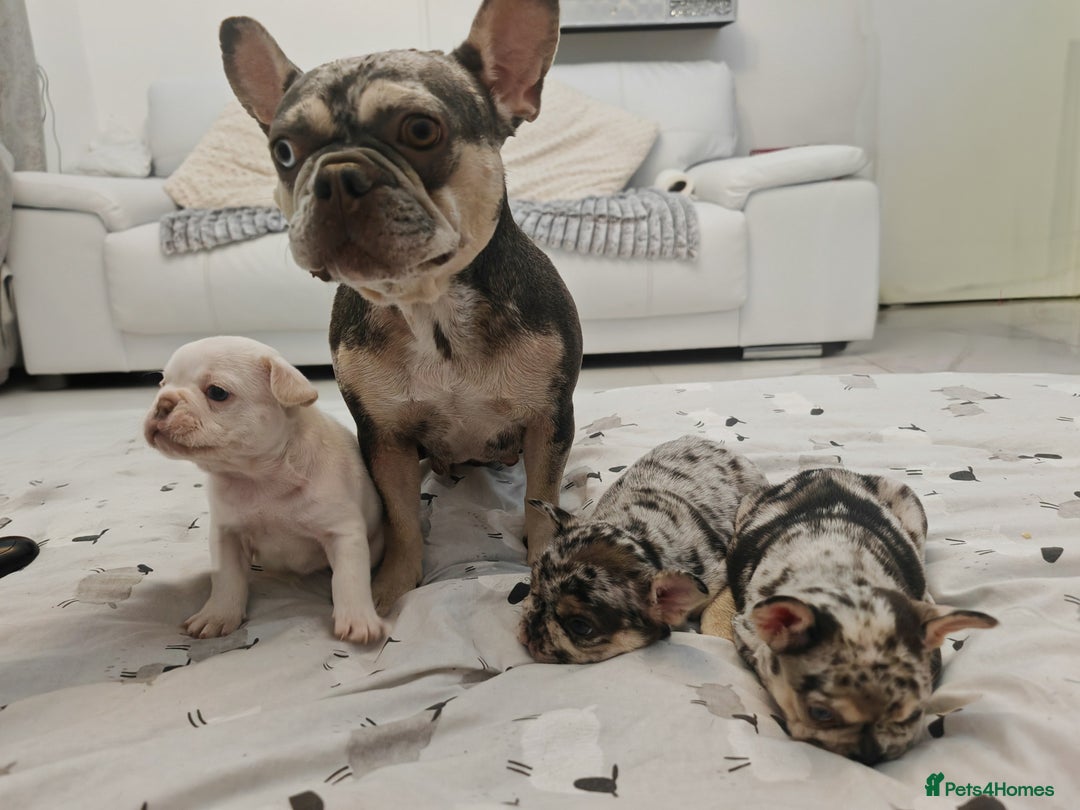 French Bulldog dogs for sale: French bulldog , merle, platinum, fluffy carriers. - Image 7