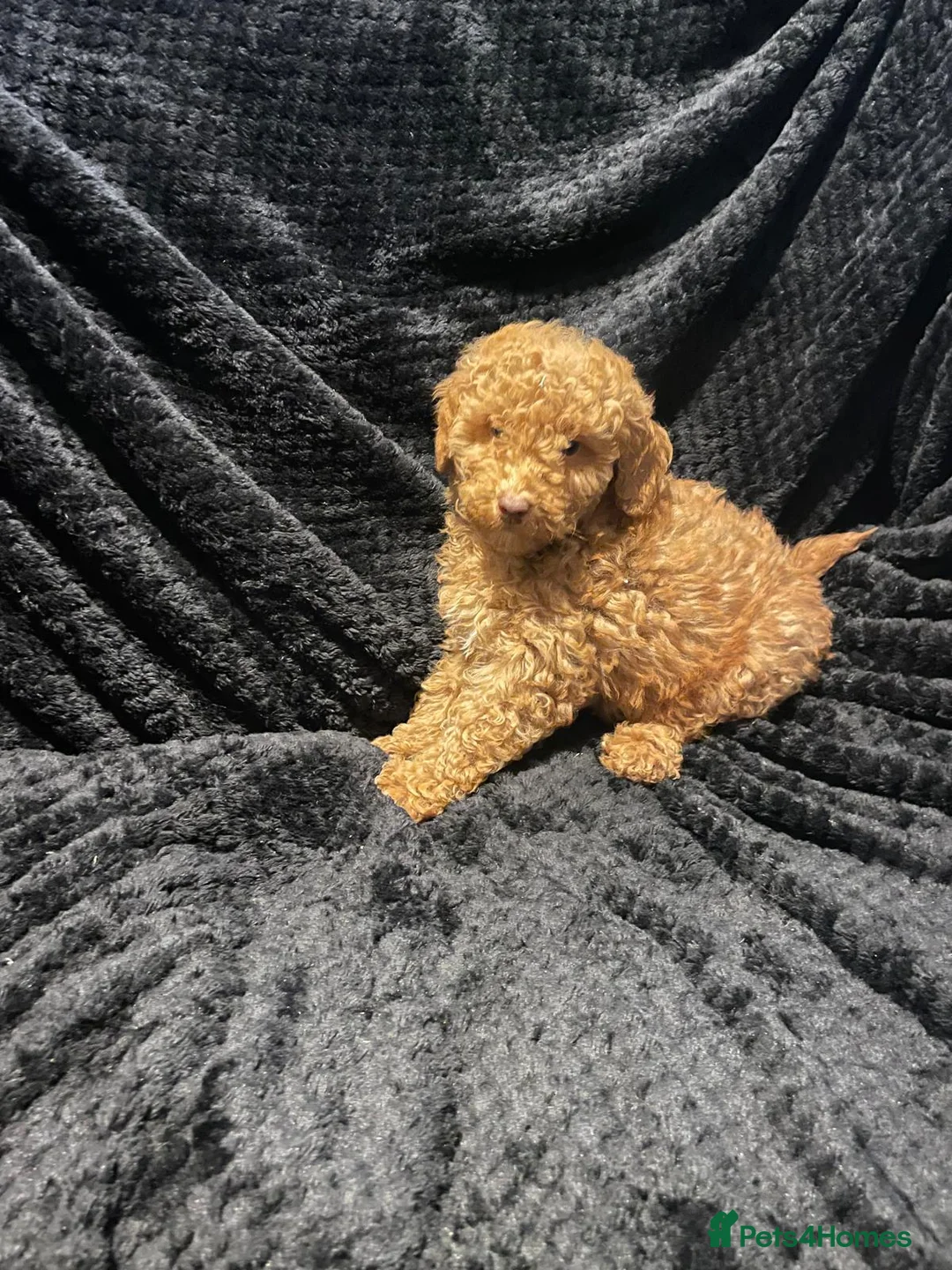 Maltipoo dogs for sale: Maltipoo puppies  - Advert 6